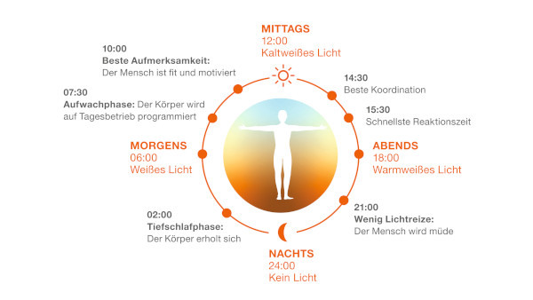 Beispiel für einen biologischen Rhythmus